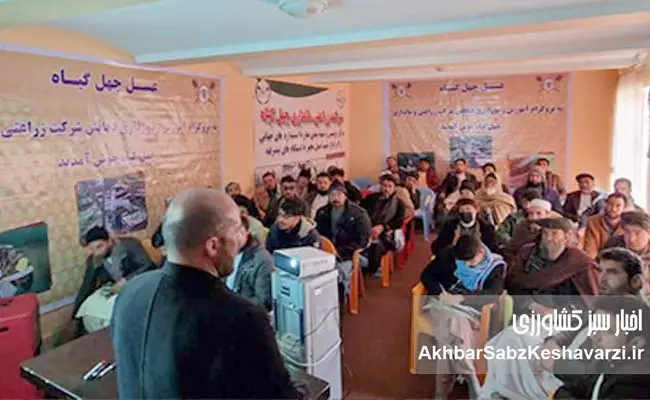 زنبورداری-افغانستان-13