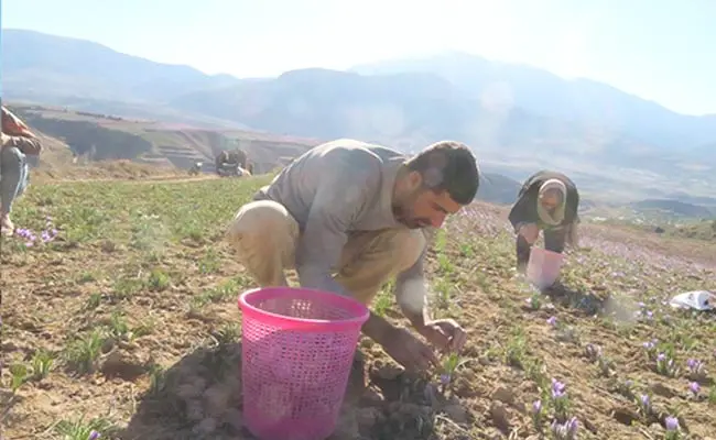 زعفران-روستای-وامنان-6