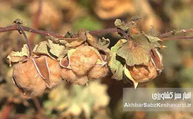 سیاست-پنبه-در-ایران-3