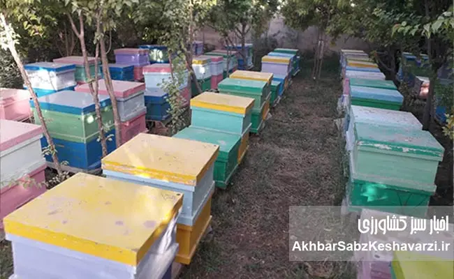 زنبورداری-افغانستان--5