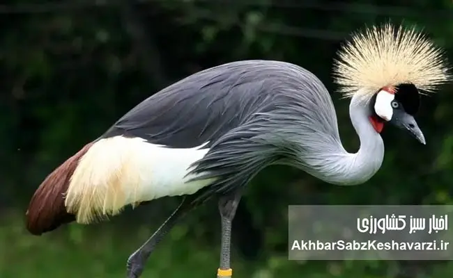 درنای-تاج-خاکستری