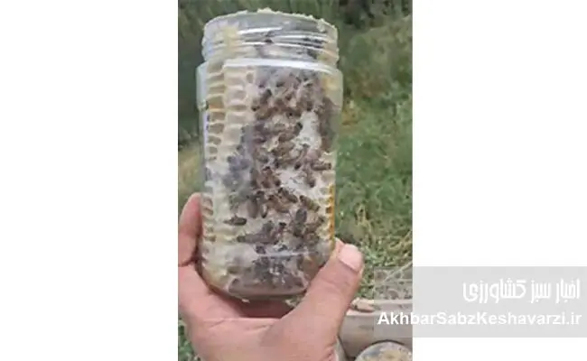 گفت‌وگوی-اختصاصی-با-رضا-خلیلی،-زنبوردار-خوش‌فکر-در-مسیر-نوآوری-2.jpg-3