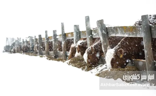 بیماری-تنفسی-زمستانی-دام-2