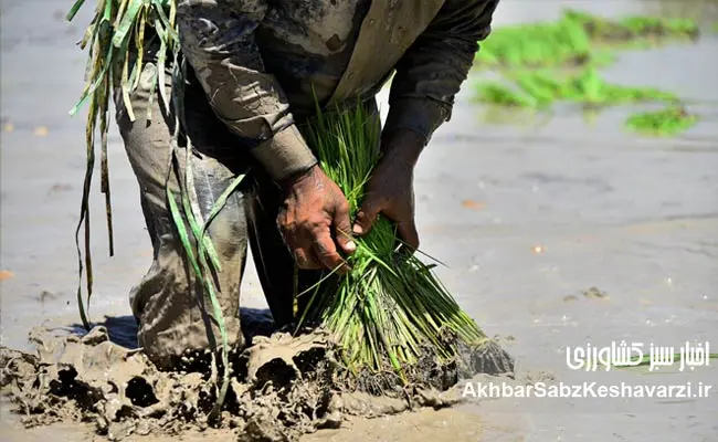 کشت-برنج-در-اصفهان-2