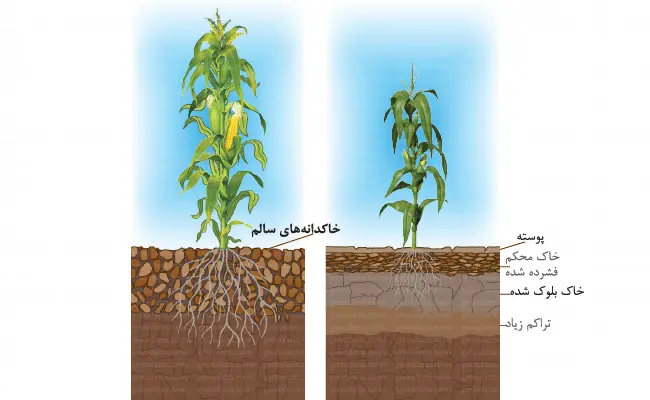 فشردگی خاک و کوتوله ماندن گیاه