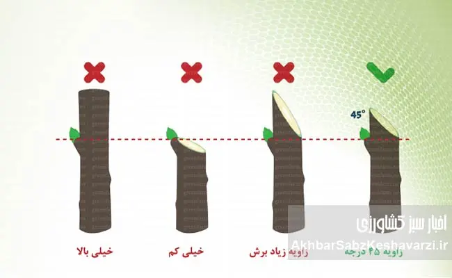 پیش-از-بیداری-درختان؛-آخرین-فرصت-طلایی-هرس-و-کوددهی-باغها-3