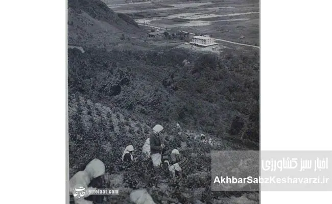 کشاورزی-ایران-در-پهلوی-اول4