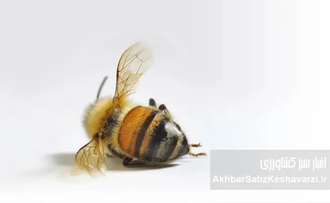 Agricultural-Pesticides-Are-the-Scourge-of-Beekeeping1