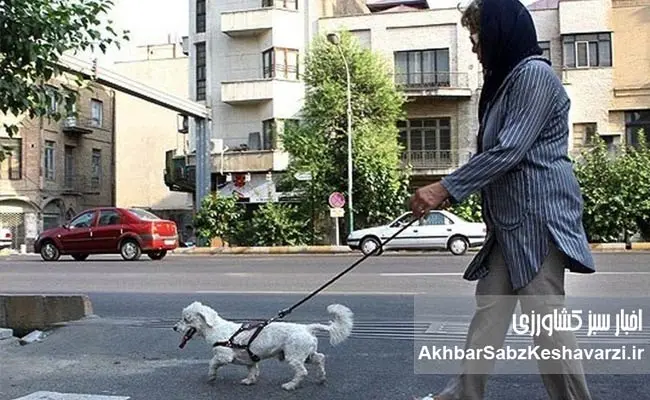 واردات-سگ-و-گربه-به-ایران.jpg-2