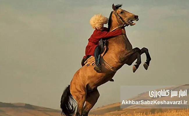 قیمت-نجومی-اسب-2‌