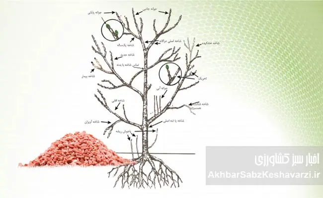 پیش-از-بیداری-درختان؛-آخرین-فرصت-طلایی-هرس-و-کوددهی-باغها-2