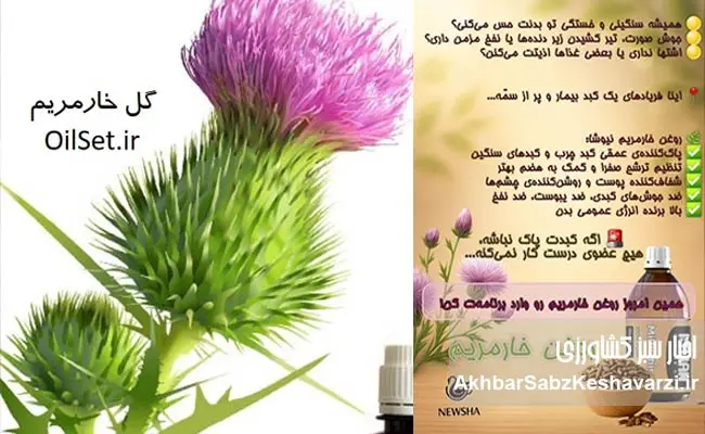 روغن-خار-مریم.jpg-1
