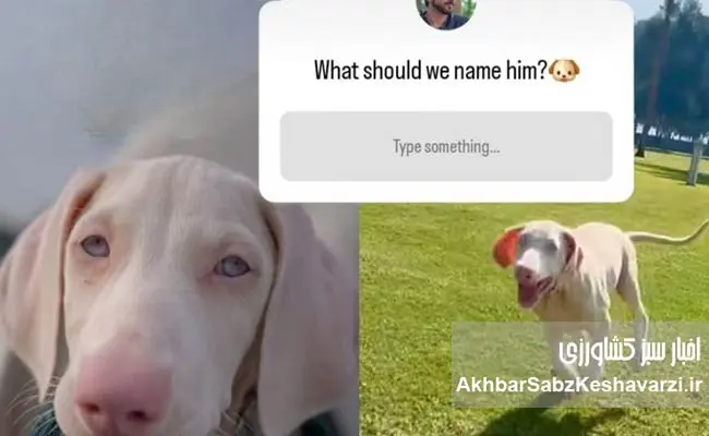 نام-سگ-جدید-ولیعهد-دبی-با-رأی-۱۷-میلیون-دنبالکننده-اینستاگرام.jpg-2.jpg-4