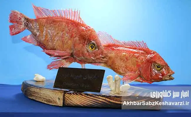 نسل-ششم-پرورشی-ماهی-آزاد-دریای-کاسپین--8