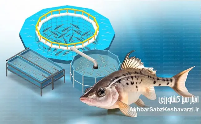 جهان-در-آستانه-۲۰۰-میلیون-تن-آبزیان-3