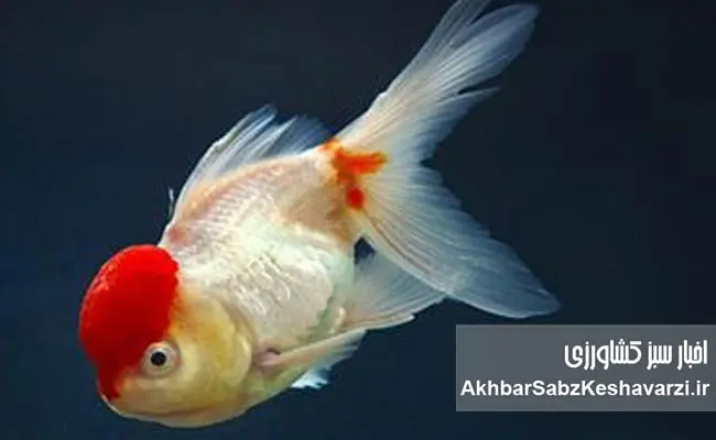 اهمیت-پرورش-ماهیان-زینتی-در-ایران1