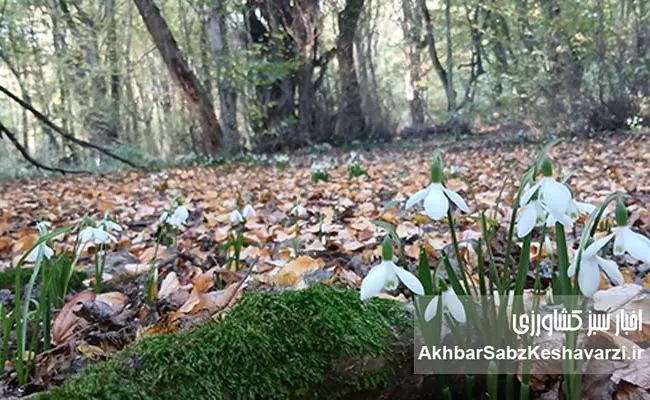 چرا-خاک-را-شخم-نزنیم؟-1