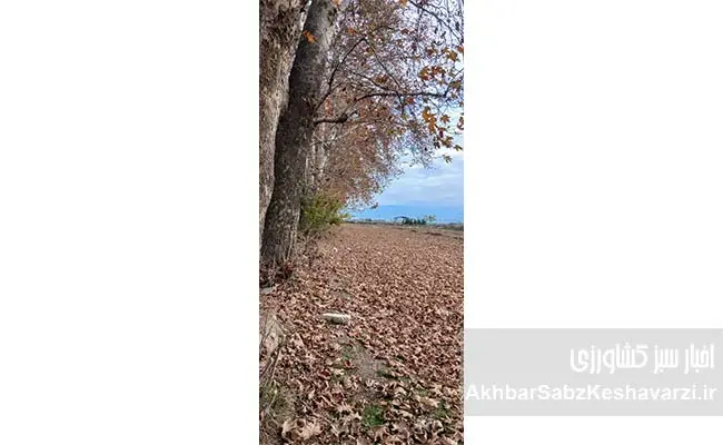 راز-پنهان-در-فرش-برگ‌های-پاییزی-گرگان؛-کریدورهای-سبزی-که-نفس-شهر-را-تازه-می‌کنند-2