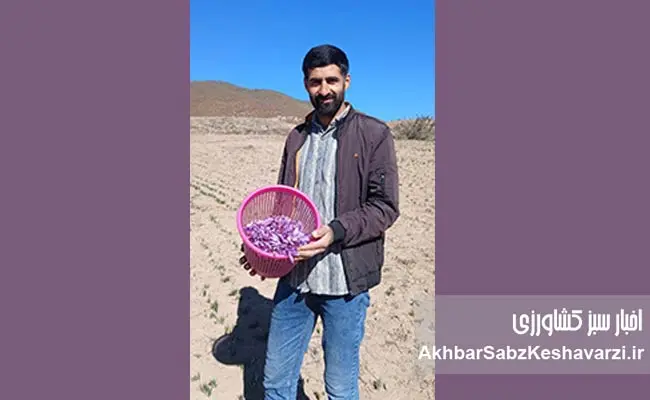 زعفران-کمآب-و-سالم-وامنان-5