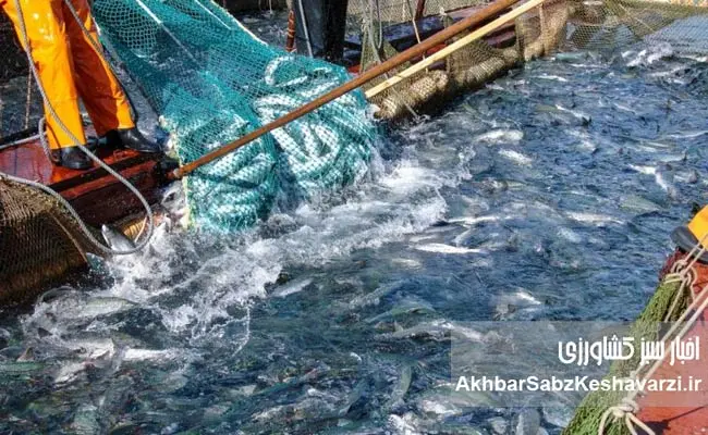 شیلات-یک-ابزار-امنیتی،-اجتماعی-و-اقتصادی-4