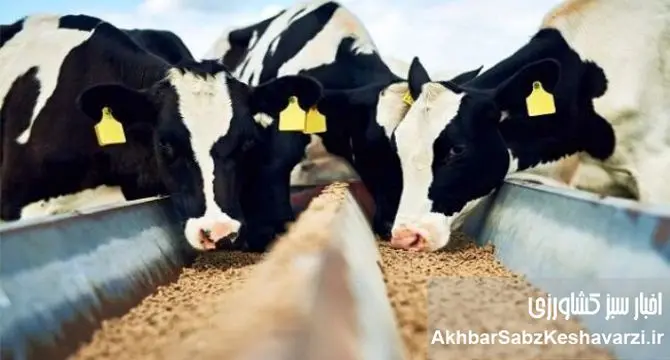 افزایش کشتار دام‌های مولد با جهش قیمت سویا؛ خطر کمبود شیر و گوشت جدی شد