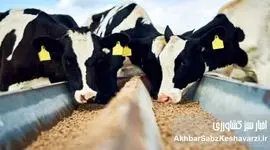 افزایش کشتار دام‌های مولد با جهش قیمت سویا؛ خطر کمبود شیر و گوشت جدی شد