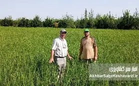 «برنج دونوج»؛ راهبرد نوین برای افزایش تولید با نهاده کمتر در شالیزارهای گلستان+ویدئو