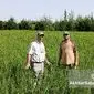 «برنج دونوج»؛ راهبرد نوین برای افزایش تولید با نهاده کمتر در شالیزارهای گلستان+ویدئو