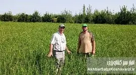 «برنج دونوج»؛ راهبرد نوین برای افزایش تولید با نهاده کمتر در شالیزارهای گلستان+ویدئو