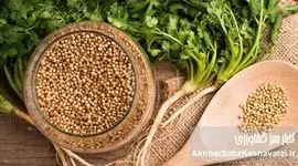 گشنیز؛ سبزی ساده با آینده‌ای جهانی در کشاورزی سبز