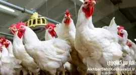 چرا عراق واردات مرغ و تخم‌مرغ ایرانی را ممنوع کرد؟