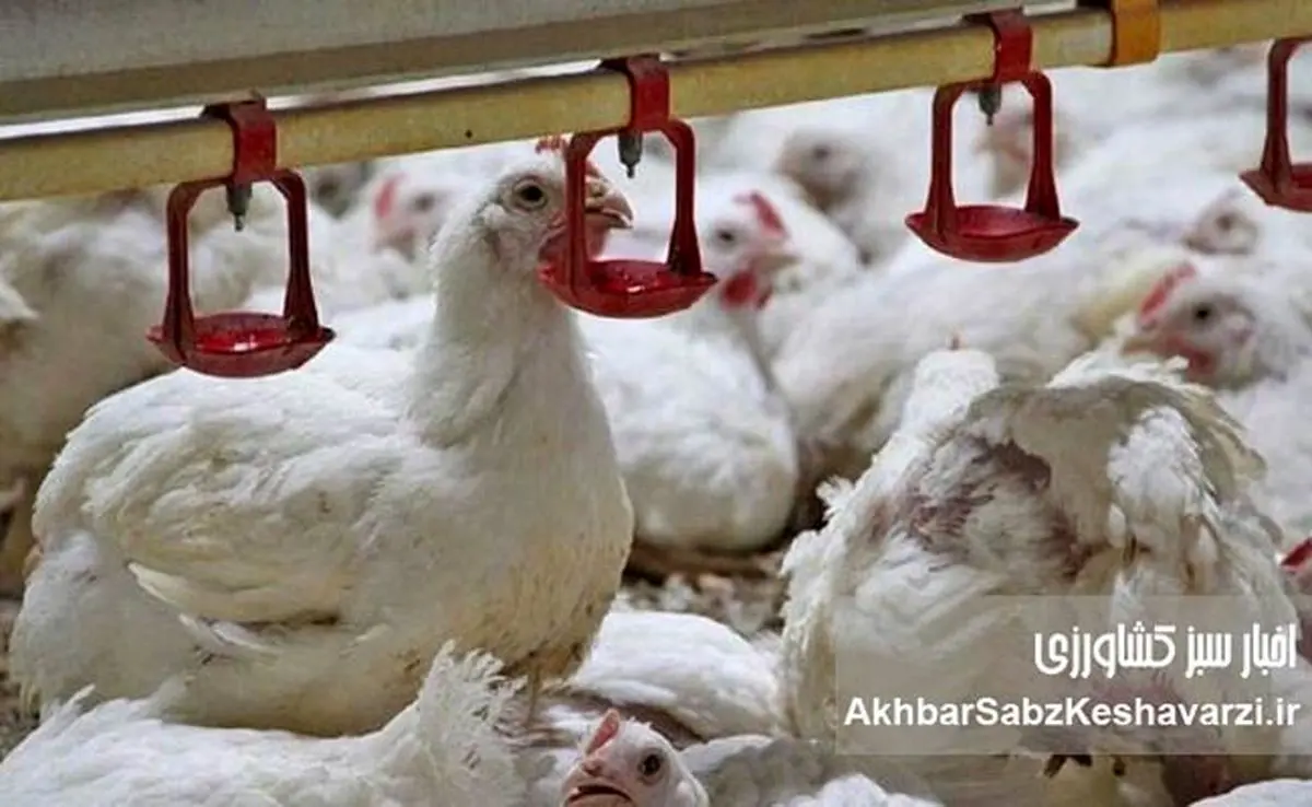 هشدار جدی درباره کمبود مرغ؛ بحران نهاده‌های دامی دامداران را زمین‌گیر کرده است
