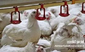 هشدار جدی درباره کمبود مرغ؛ بحران نهاده‌های دامی دامداران را زمین‌گیر کرده است