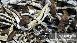 چگونه قارچ‌ها می‌توانند زمین را دوباره زنده کنند؟