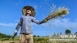 بداد کشاورزی برسید، هرچند دیر شده است…