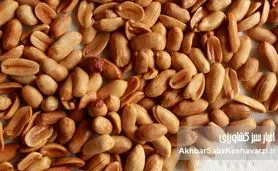 ​بادام‌زمینی: اکسیر جوانی طبیعی، سلاحی قدرتمند علیه پیری زودرس!