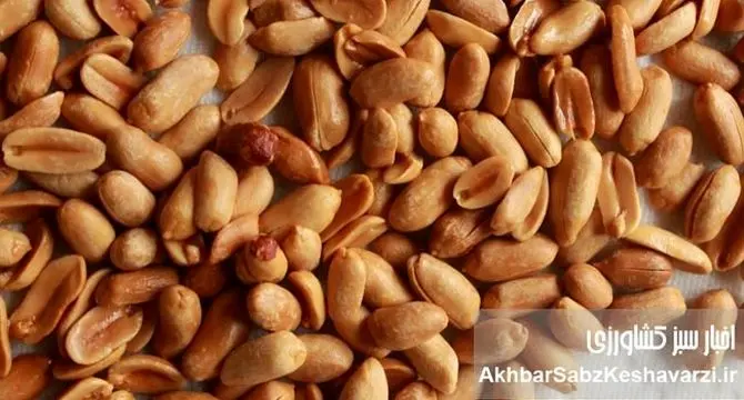 ​بادام‌زمینی: اکسیر جوانی طبیعی، سلاحی قدرتمند علیه پیری زودرس!