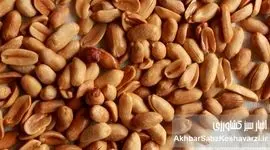 ​بادام‌زمینی: اکسیر جوانی طبیعی، سلاحی قدرتمند علیه پیری زودرس!