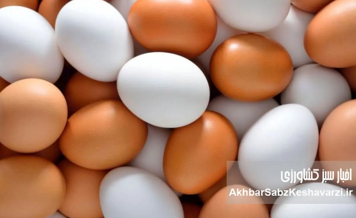 از کمبود نهاده تا کشتار مرغ تخم‌گذار؛ زنجیره‌ای از تصمیم‌های غلط