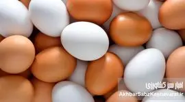 از کمبود نهاده تا کشتار مرغ تخم‌گذار؛ زنجیره‌ای از تصمیم‌های غلط