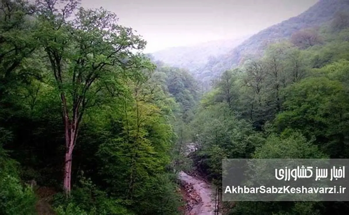 درختان پهنبرگ؛ سپر سبز طبیعت در برابر سیلابهای ویرانگر+ویدئو