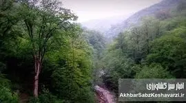  درختان پهن‌برگ؛ سپر سبز طبیعت در برابر سیلاب‌های ویرانگر+ویدئو