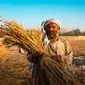 ابتکار عمل ۱۰ میلیون پوندی فائو و بریتانیا