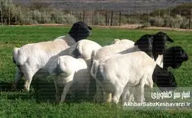 گوسفند ایرانی در آفریقای جنوبی؛ مهاجری که قلب قاره را تسخیر کرد