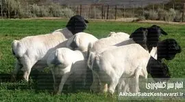 گوسفند ایرانی در آفریقای جنوبی؛ مهاجری که قلب قاره را تسخیر کرد