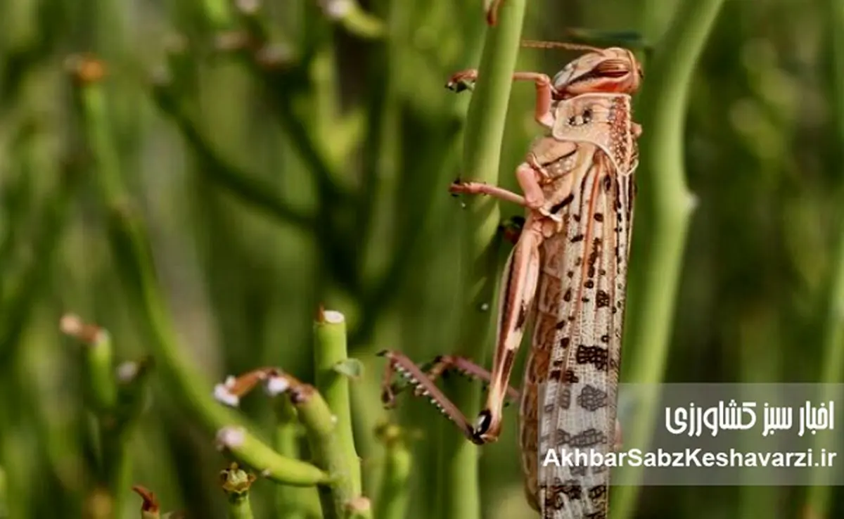 ملخ‌ها می‌آیند؛ دولت آماده است یا دوباره غافلگیر می‌شویم؟