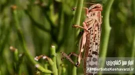 ملخ‌ها می‌آیند؛ دولت آماده است یا دوباره غافلگیر می‌شویم؟