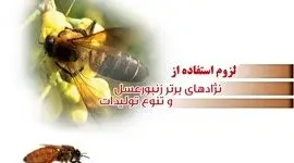 لزوم استفاده از نژادهای برتر زنبورعسل و تنوع تولیدات


