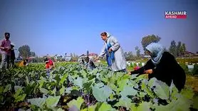 روی آوردن به کشاورزی سبزیجات خاص در کشمیر