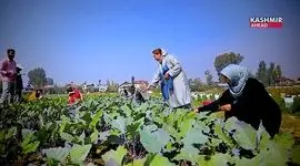 روی آوردن به کشاورزی سبزیجات خاص در کشمیر